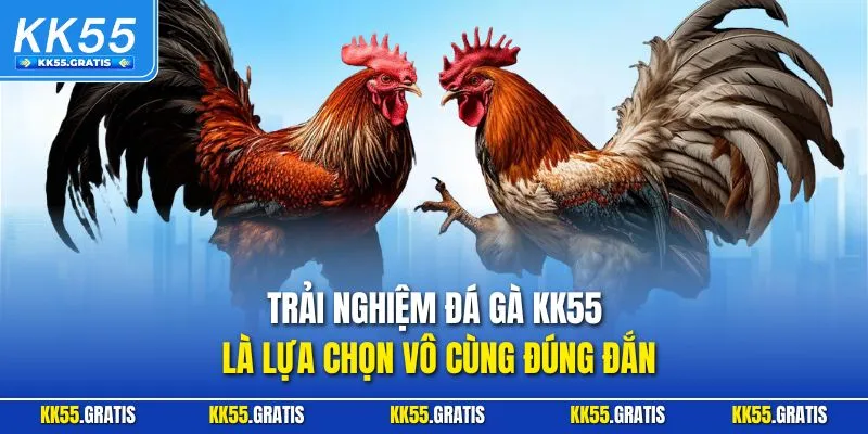 Trải nghiệm đá gà KK55 là lựa chọn vô cùng đúng đắn